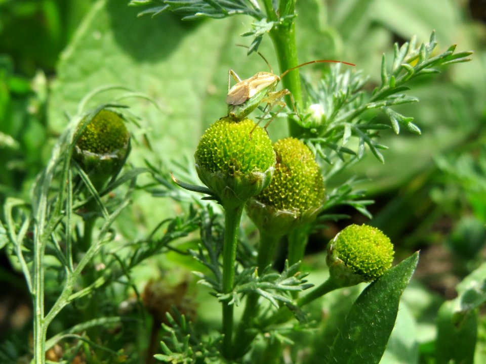 20140613Matricaria_discoidea