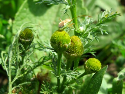 20140613Matricaria_discoidea