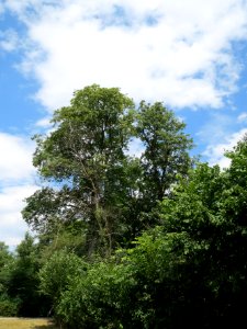 20140627Acer_pseudoplatanus1