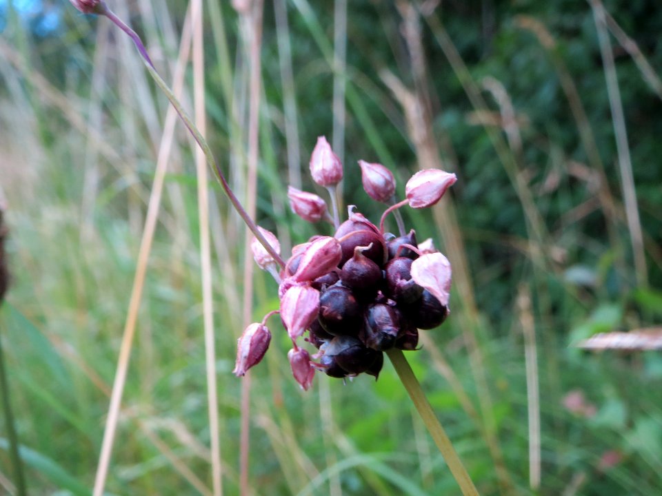 20140630Allium_scorodoprasum1