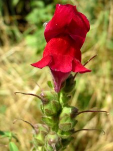 20140627Antirrhinum_majus3
