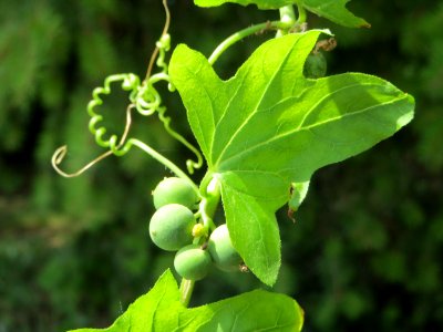 20140723Bryonia_dioica2