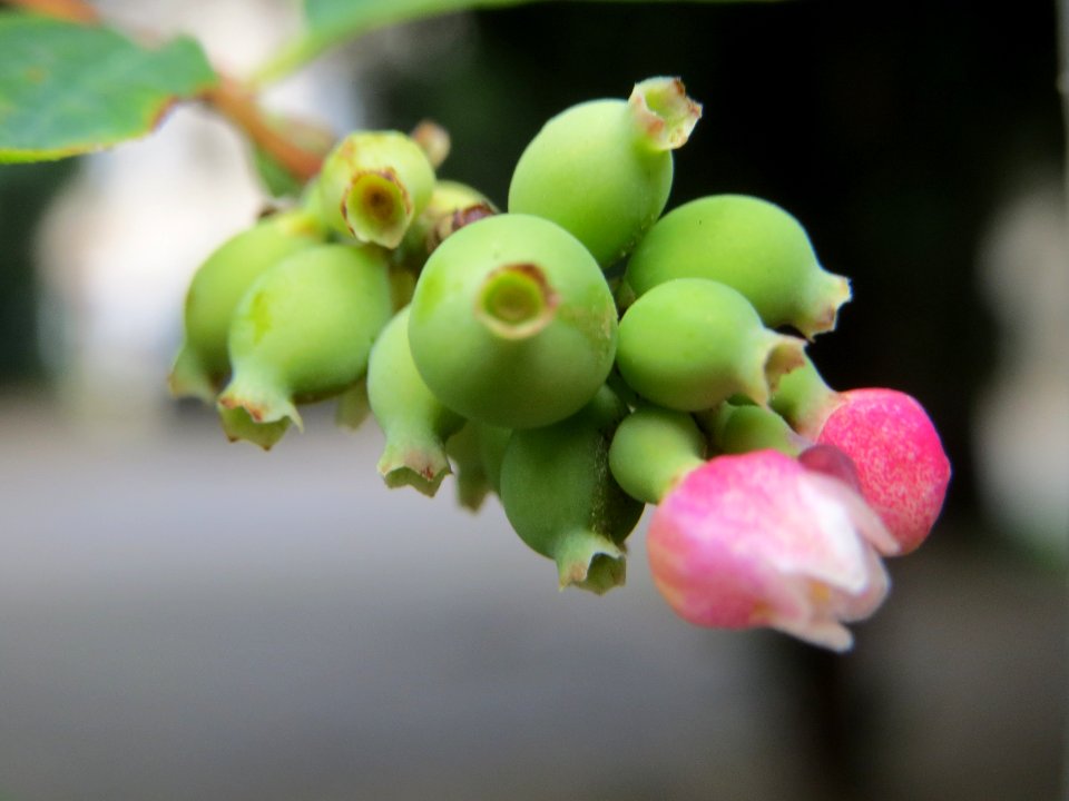20140627Symphoricarpos_albus1