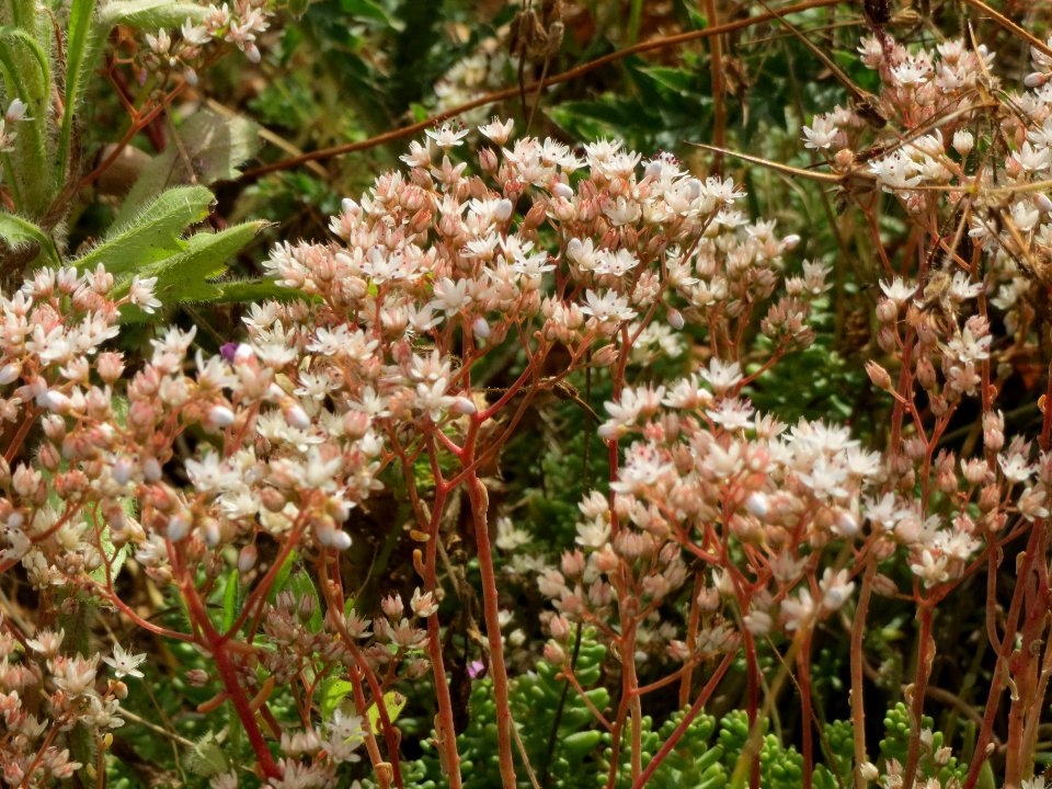 20140629Sedum_album3