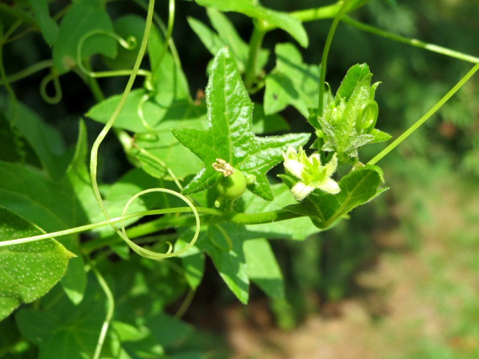 20140723Bryonia_dioica1