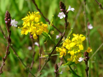 20140627Rorippa_sylvestris7