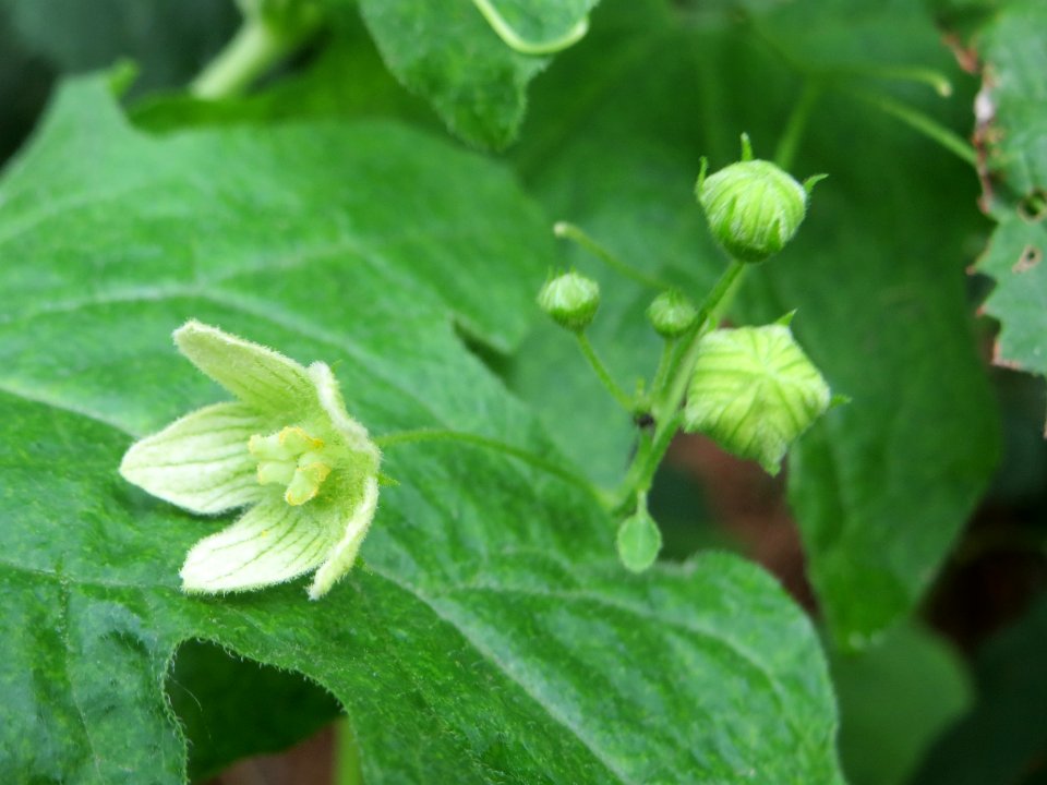 20140629Bryonia_dioica2