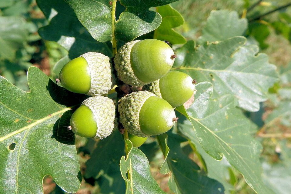 Nature forest tree fruit