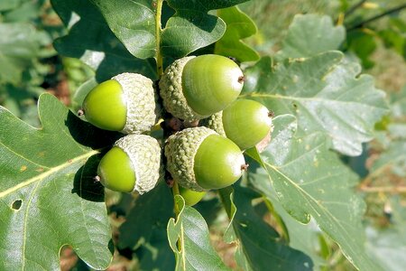 Nature forest tree fruit photo