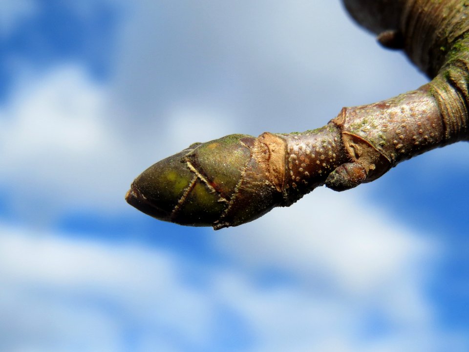 20140209Acer_pseudoplatanus6