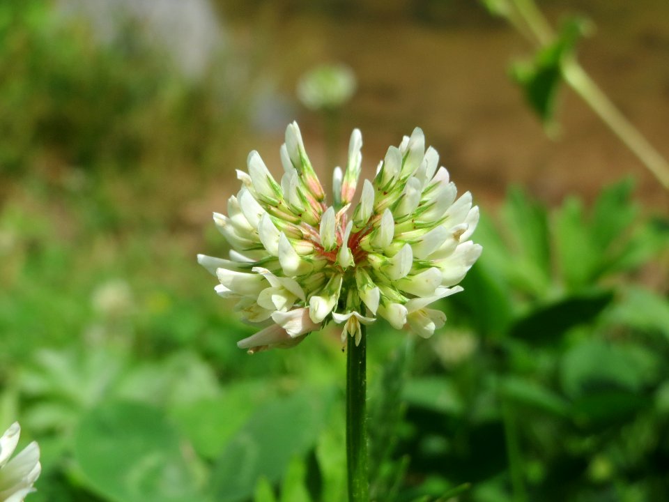 20140627Trifolium_repens1