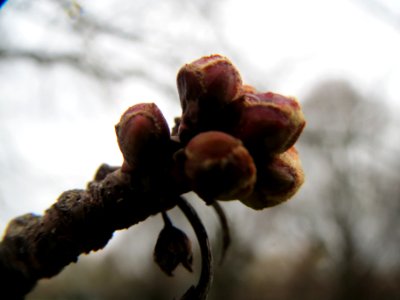 20140208Acer_saccharinum2
