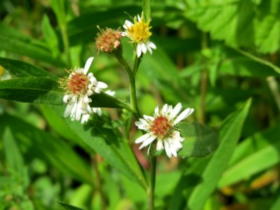 20140627Symphyotrichum_sp._1