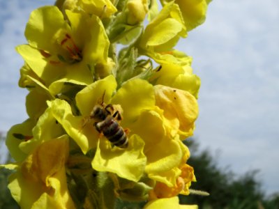 20140627Verbascum_thapsus2
