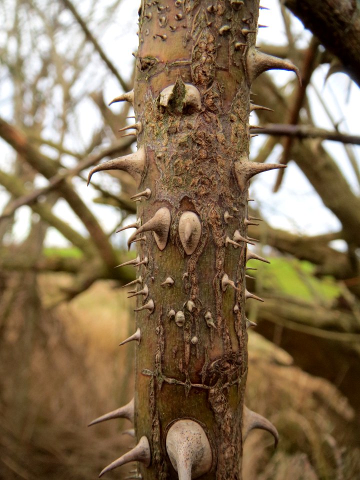 20140207Rosa_rubiginosa1