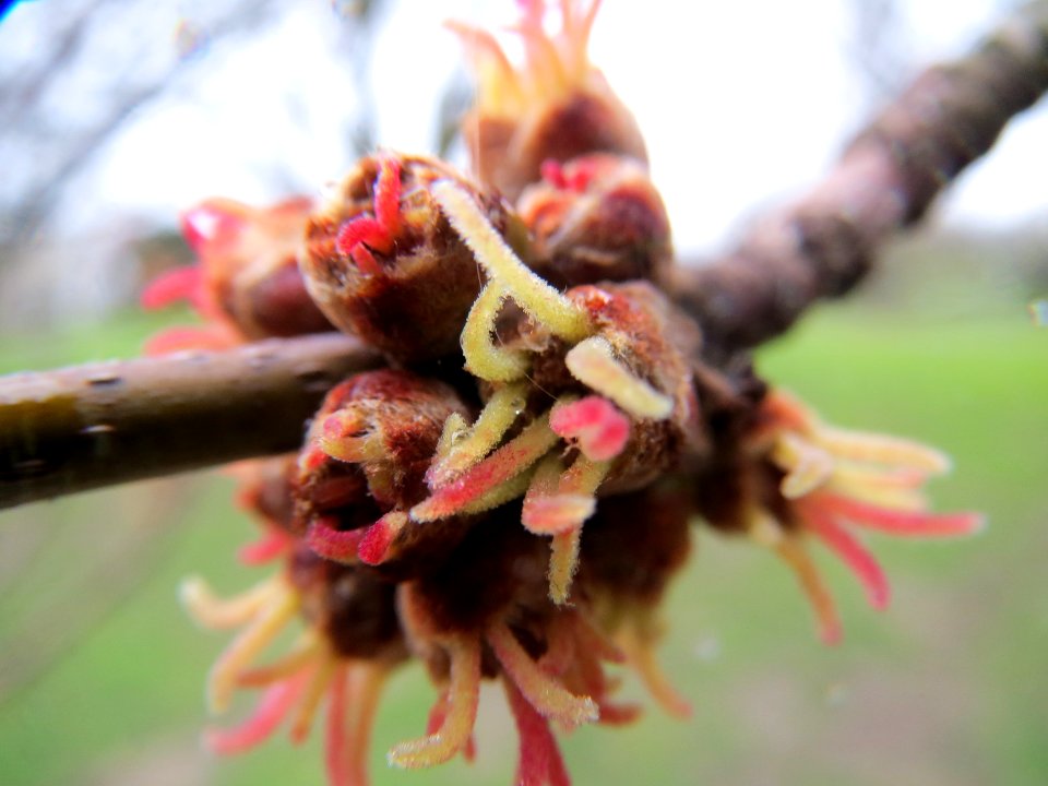 20140208Acer_saccharinum5