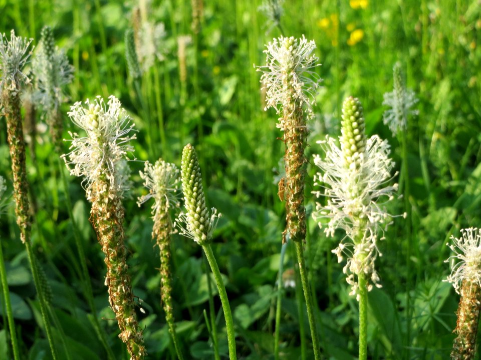 20140723Plantago_media7