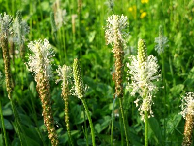 20140723Plantago_media7