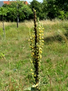 20140719Verbascum_thapsus