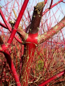 20140209Cornus_alba