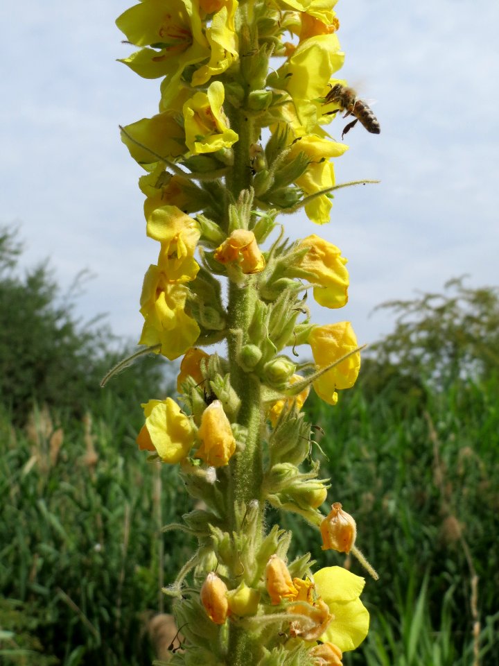 20140627Verbascum_thapsus1