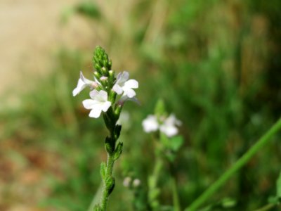 20140719Verbena_officinalis photo