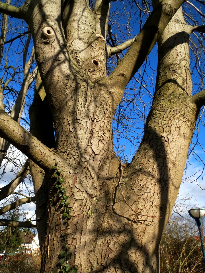 20140209Aesculus_hippocastanum2
