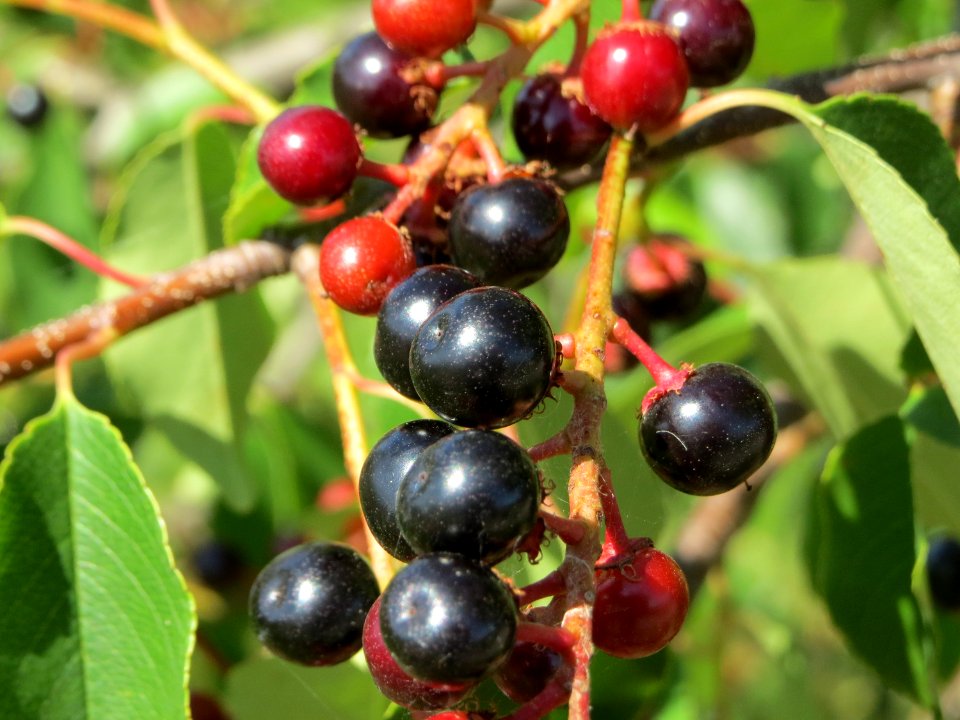 20140718Prunus_serotina2