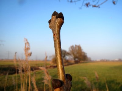 20140131Fraxinus_excelsior2