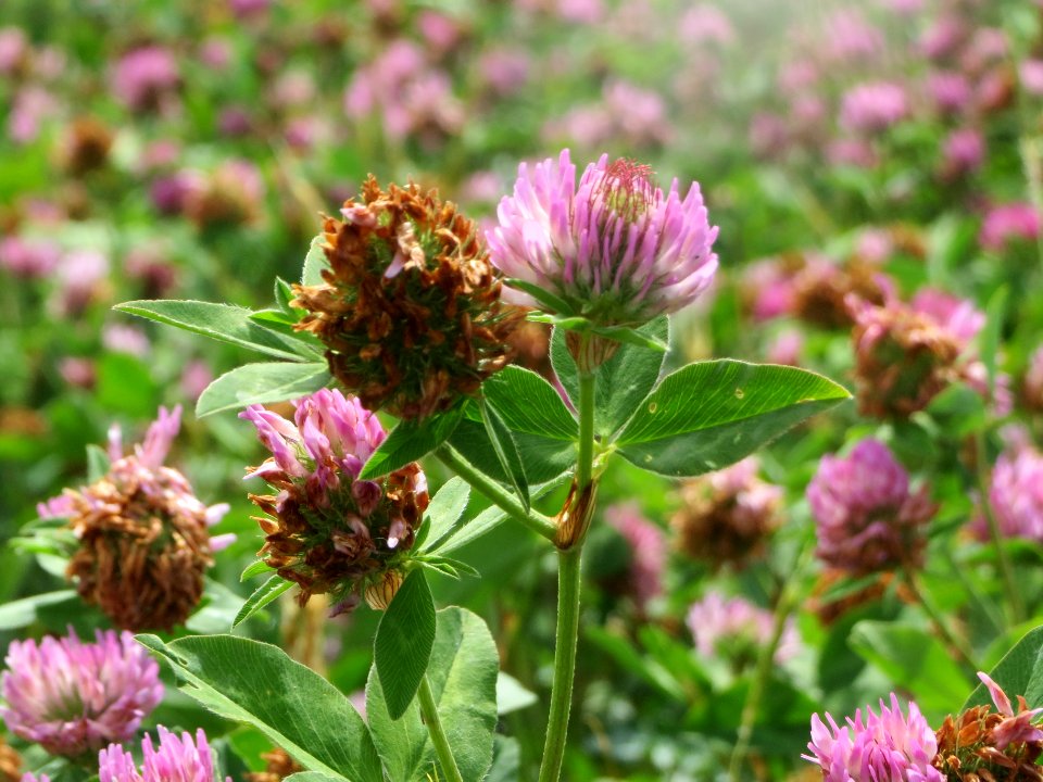 20140629Trifolium_pratense