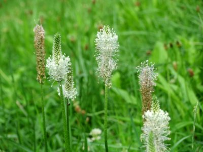20140716Plantago_media