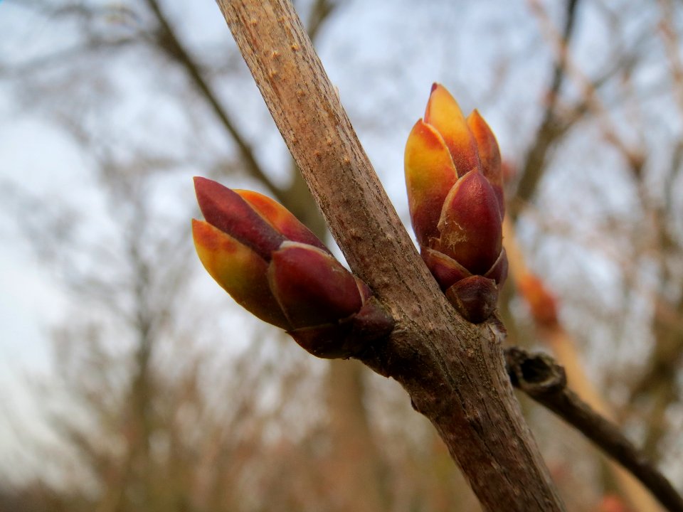 20140130Flieder_Reilingen3