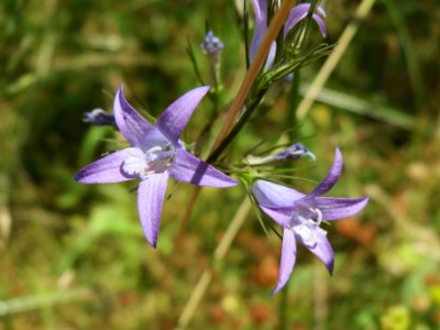 20140613Campanula_rapunculus