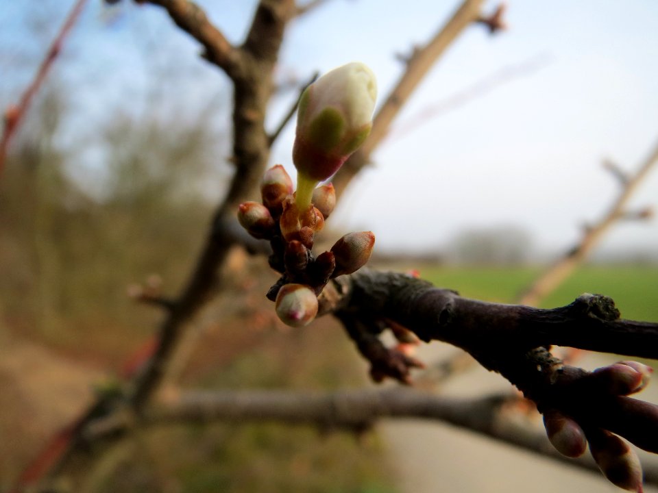 20140130Prunus_cerasifera4