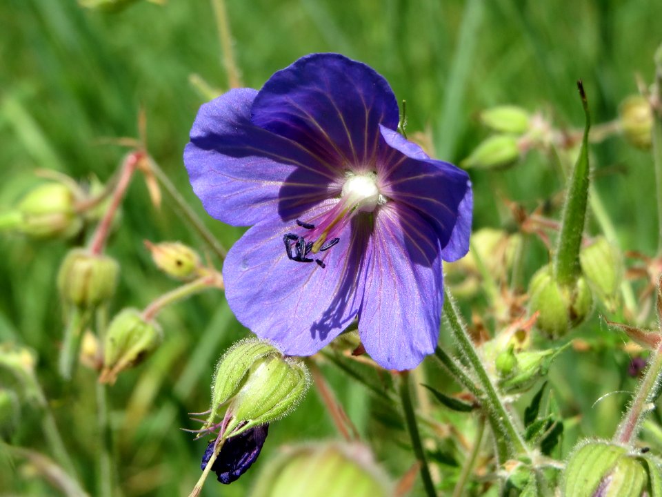 20140719Geranium_pratense