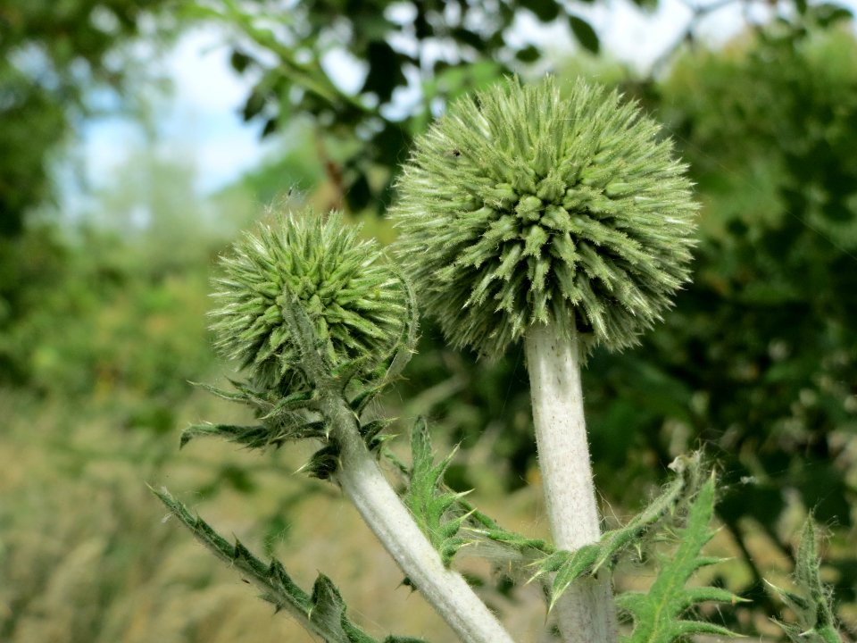20140613Echinops_sphaerocephalus1