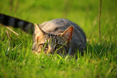 Mackerel tiger cat grass photo