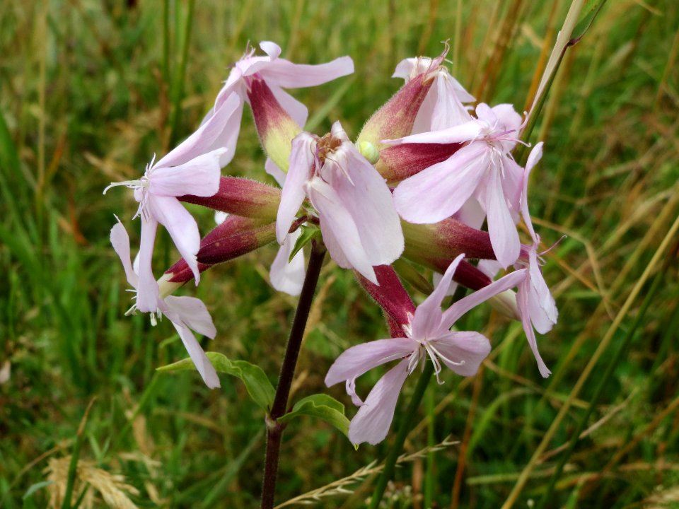 20140629Saponaria_officinalis
