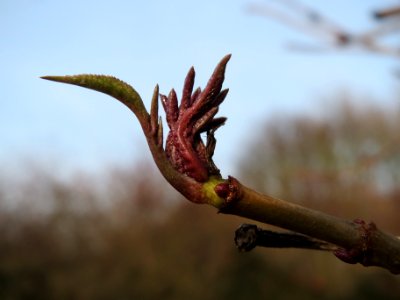 20140130Sambucus_nigra3