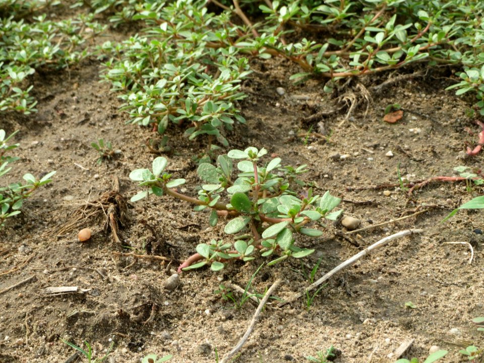 20140722Portulaca_oleracea2
