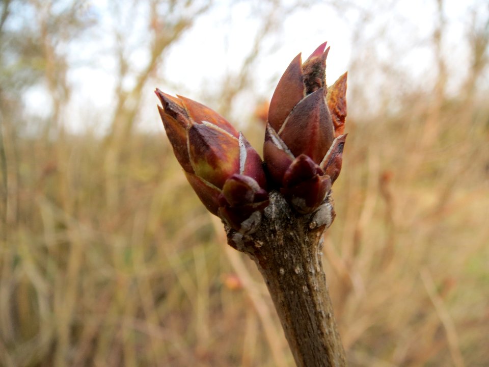 20140130Flieder_Reilingen7