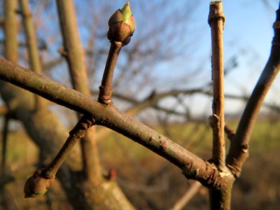 20140131Pfaffenhuetchen2