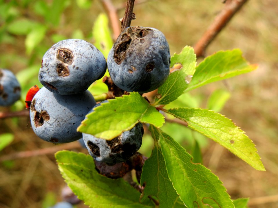 20140722Prunus_spinosa1