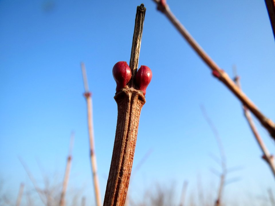 20140131Viburnum_opulus4