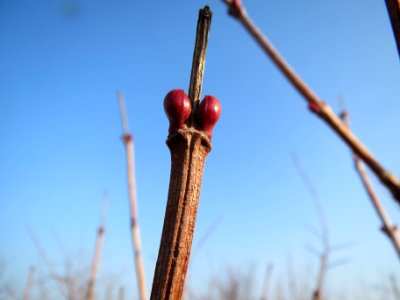 20140131Viburnum_opulus4