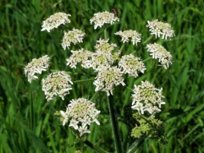 20140719Heracleum_sphondylium2