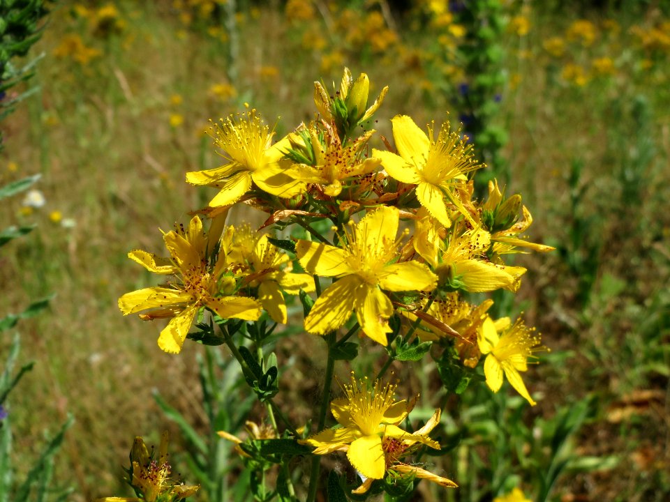 20140613Hypericum_perforatum