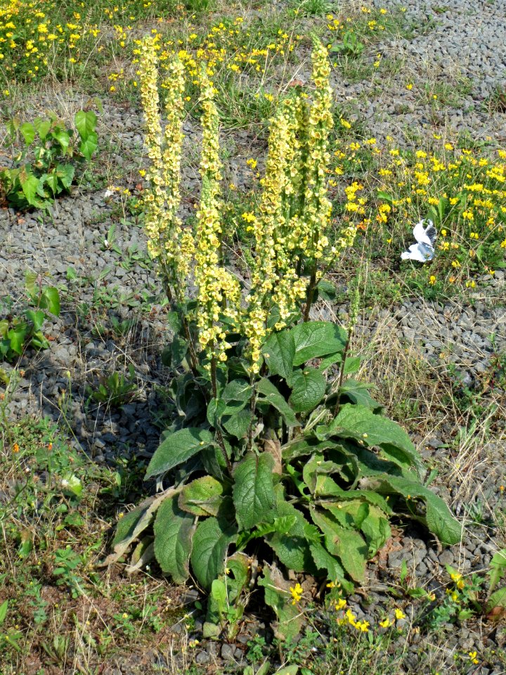 20140716Verbascum_nigrum1