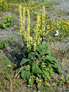 20140716Verbascum_nigrum1