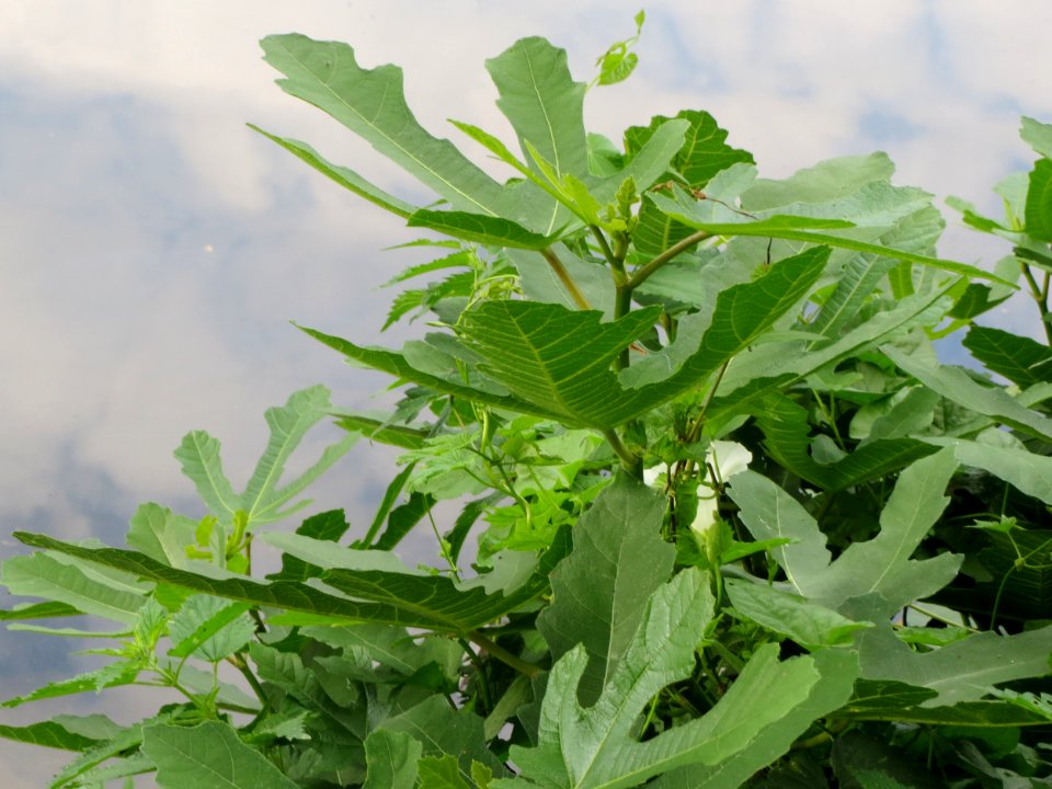 20140716Ficus_carica1